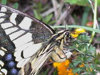 Papilio machaon L. adulte - �Philippe Mothiron