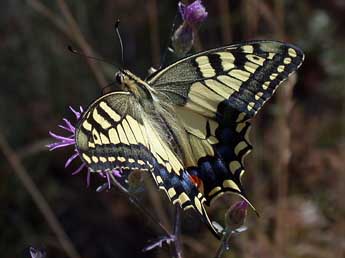 Papilio machaon L. adulte - �Philippe Mothiron