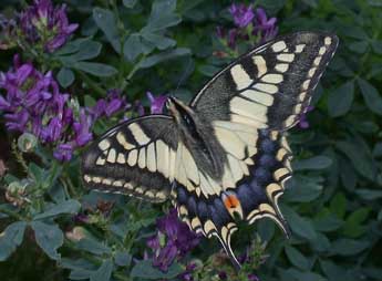 Papilio machaon L. adulte - �Philippe Mothiron