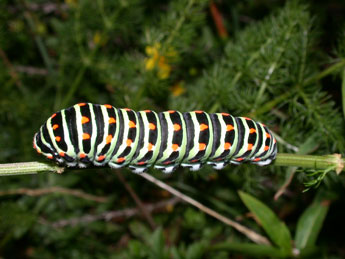  Chenille de Papilio machaon L. - �Philippe Mothiron