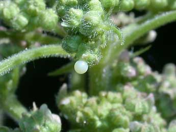  Oeuf de Papilio machaon L. - �Philippe Mothiron