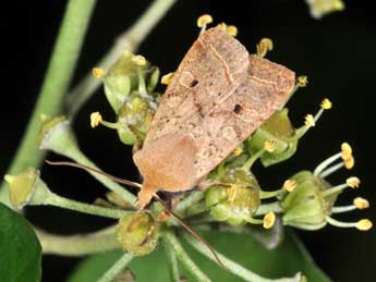 Leptologia macilenta Hb. adulte - �Philippe Mothiron