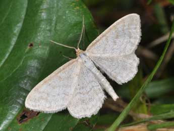 Idaea macilentaria H.-S. adulte - �Philippe Mothiron