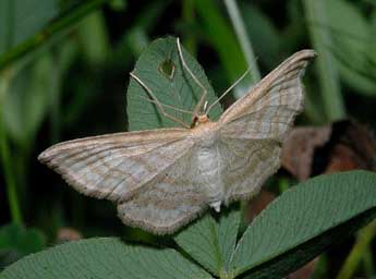 Idaea macilentaria H.-S. adulte - �Fran�ois Spill