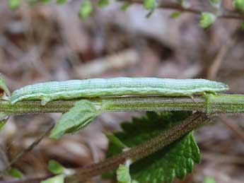  Chenille de Pseudopanthera macularia L. - �St�phane Grenier
