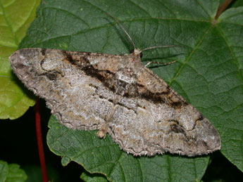 Alcis deversata Stgr adulte - �Philippe Mothiron