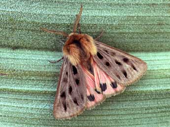 Chelis maculosa D. & S. adulte - �Daniel Morel