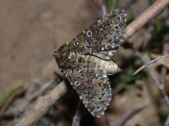 Hadena magnolii Bsdv. adulte - �Philippe Mothiron