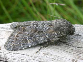 Apamea maillardi Gey. adulte - �Daniel Morel