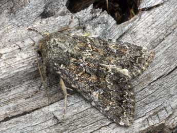 Apamea maillardi Gey. adulte - �Daniel Morel