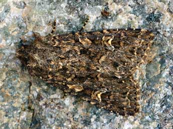 Apamea furva D. & S. adulte - �Daniel Morel