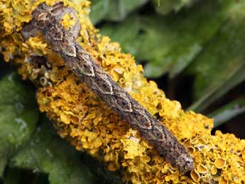  Chenille de Larentia malvata Rbr - �Daniel Morel