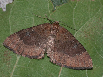 Larentia malvata Rbr adulte - �Philippe Mothiron