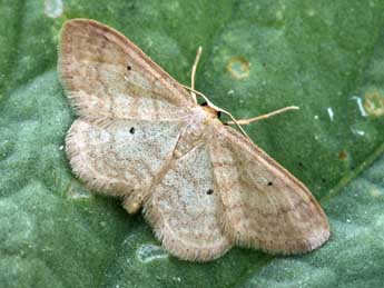 Idaea mancipiata Stgr adulte - �Daniel Morel