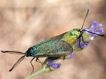 Adscita mannii Led. adulte - �Daniel Morel