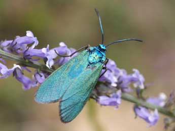 Adscita mannii Led. adulte - �Fran�ois Fournier