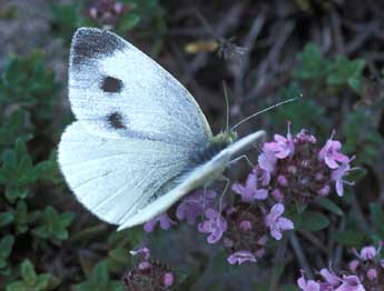 Pieris mannii May. adulte - �Tristan Lafranchis