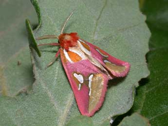 Axia margarita Hb. adulte - �Philippe Mothiron