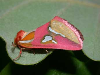 Axia margarita Hb. adulte - �Philippe Mothiron