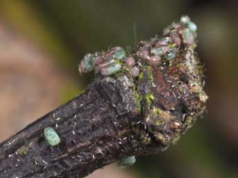  Oeuf de Phigaliohybernia marginaria F. - �Philippe Mothiron