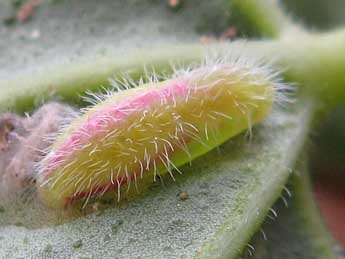  Chrysalide de Cacyreus marshalli Butler - �Thimothy Cowles