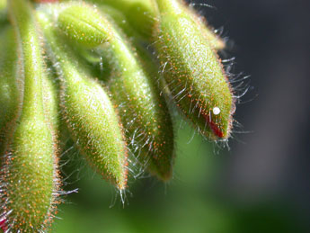  Oeuf de Cacyreus marshalli Butler - �Philippe Mothiron