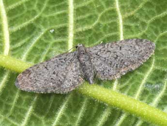 Eupithecia massiliata Mill. adulte - �Philippe Mothiron