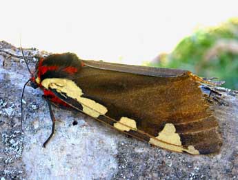 Arctia matronula L. adulte - �Daniel Morel