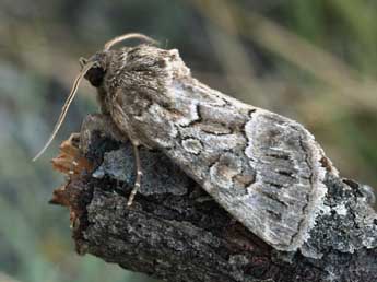 Thalpophila matura Hfn. adulte - �Daniel Morel