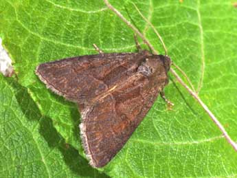 Thalpophila matura Hfn. adulte - �Philippe Mothiron