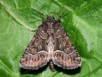 Thalpophila matura Hfn. adulte - �Philippe Mothiron