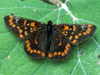 Euphydryas maturna L. adulte - �Tristan Lafranchis