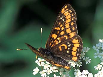 Euphydryas maturna L. adulte - �Tristan Lafranchis