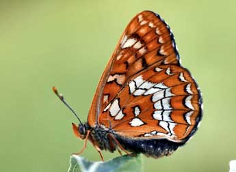 Euphydryas maturna L. adulte - �Daniel Morel