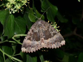 Mormo maura L. adulte - �Philippe Mothiron