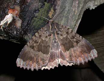 Mormo maura L. adulte - �Philippe Mothiron