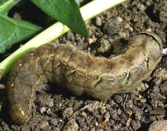  Chenille de Mormo maura L. - �Philippe Mothiron