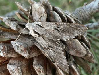 Hyloicus maurorum Jordan adulte - �Daniel Morel