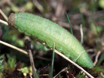  Chenille de Erebia medusa D. & S. - �Tristan Lafranchis