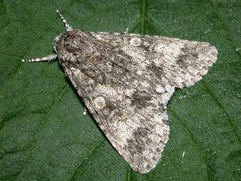Acronicta megacephala D. & S. adulte - �Philippe Mothiron