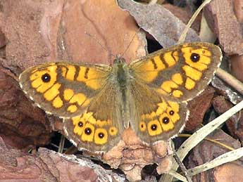 Lasiommata megera L. adulte - �Catherine Wellings