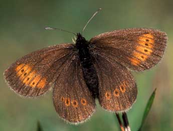 Erebia melampus Fuessly adulte - �Tristan Lafranchis