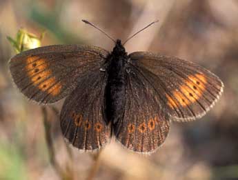 Erebia melampus Fuessly adulte - �Tristan Lafranchis
