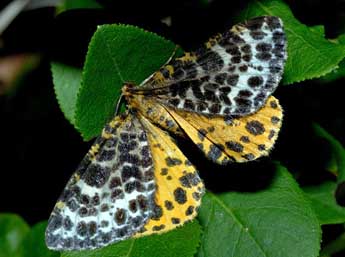 Arichanna melanaria L. adulte - �Fran�ois Spill