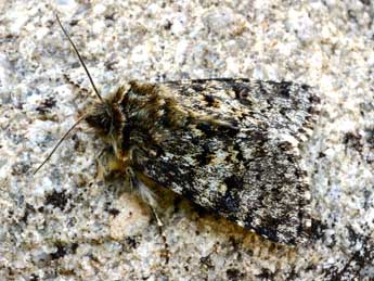 Anarta melanopa Thnbg adulte - �Daniel Morel