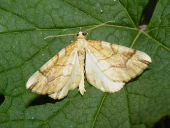 Eulithis mellinata F. adulte - �Guillaume (www.papillon-poitou-charentes.org)