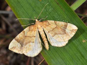 Eulithis mellinata F. adulte - �Philippe Mothiron