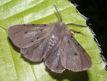 Diaphora mendica Cl. adulte - �Philippe Mothiron