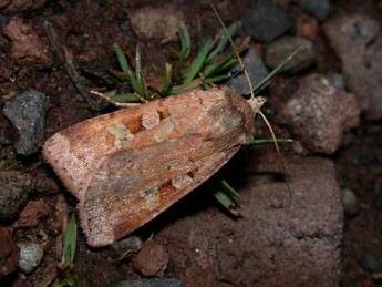 Diarsia mendica F. adulte - �Philippe Mothiron