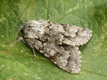 Acronicta menyanthidis Esp. adulte - �Daniel Morel